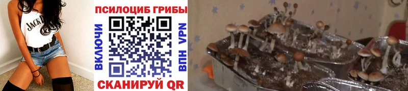 продажа наркотиков  Саратов  Псилоцибиновые грибы Psilocybine cubensis 